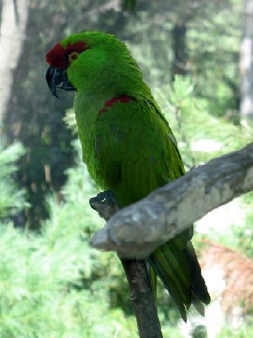 Thick-billed parrot Thick-billed parrot